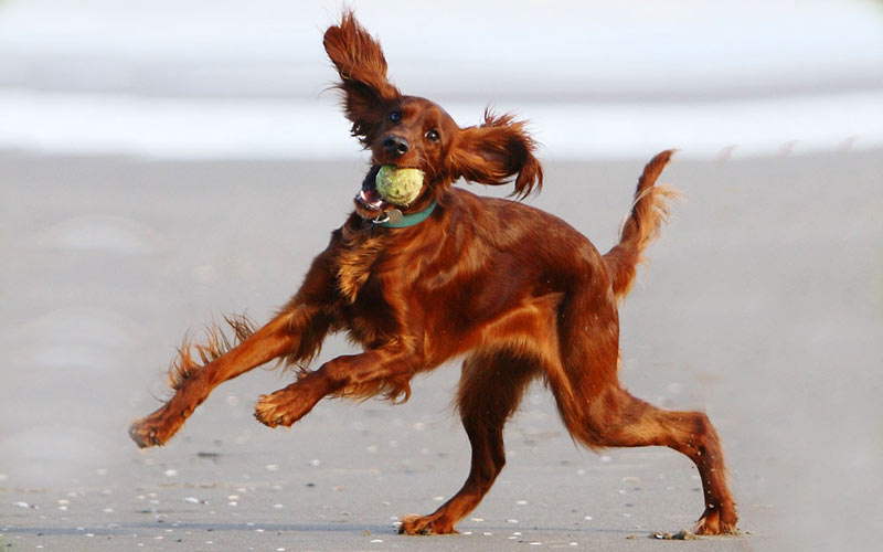 Воспитание ирландского сеттера