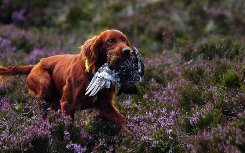 Дрессировка ирландского сеттера