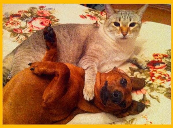 Такса и кошка