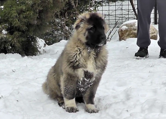 Повторяйте с собакой пройденные уроки