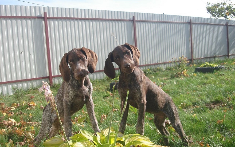 Содержание курцхаара на улице