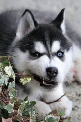 питание хаски