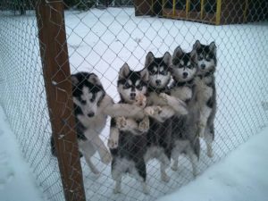 Лайки Лайки