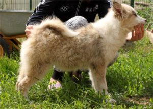 Лайка Лайка