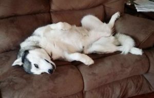 хаски в квартире