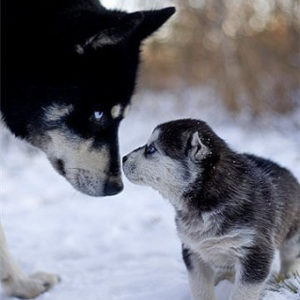 характер собаки хаски