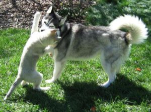 хаски воспитание и дрессировка