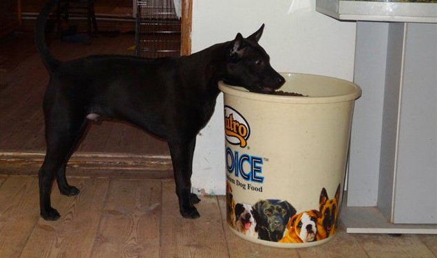 Организация питания тайца