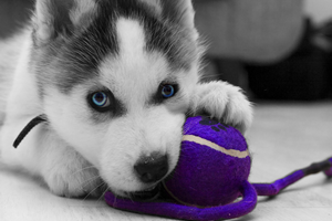 содержание хаски