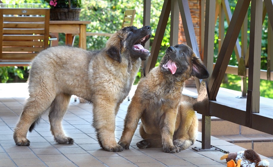 Вакцинация леонбергера