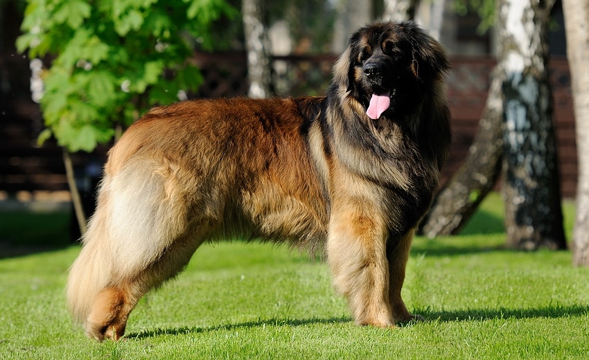 Уход за леонбергером