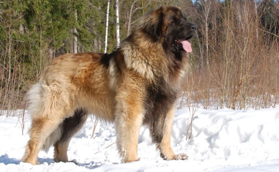 Порода собак леонбергер