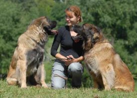 Дрессировка леонбергера