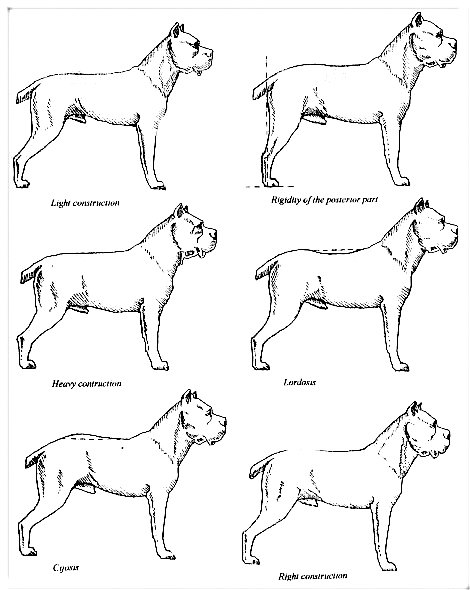 Форма туловища