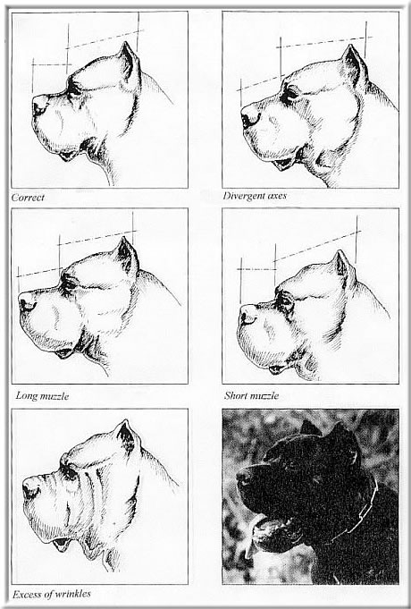 Голова Кане Корсо