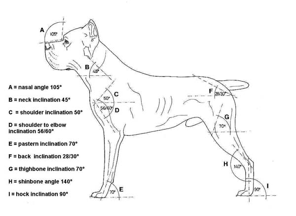 Градусы нормы в профиль