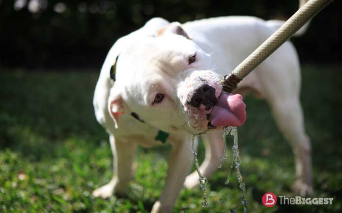 Американский бульдог