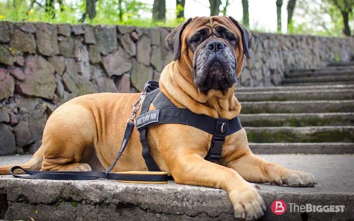 Бульмастиф