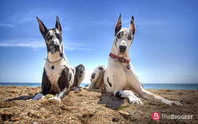 Немецкий дог