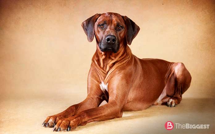 Родезийский риджбек