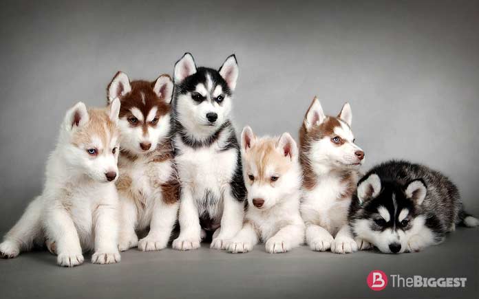 Сибирский хаски, рабочая собака