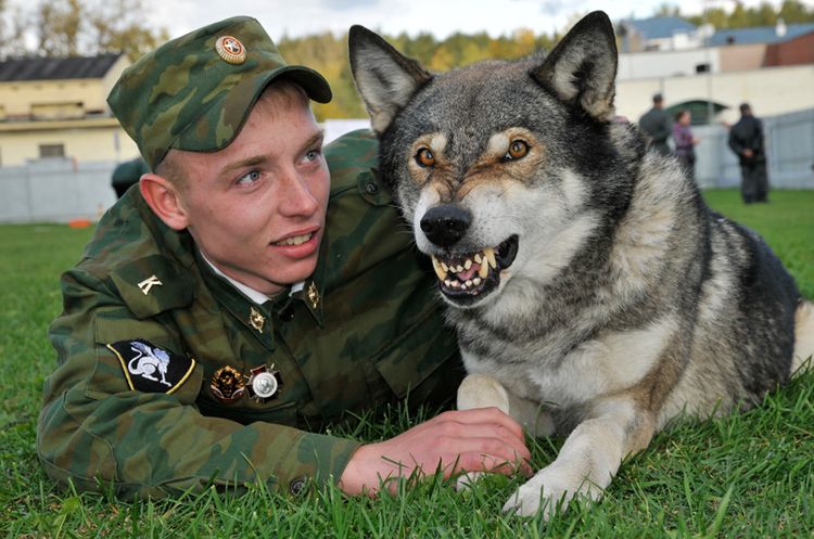 Служебный волкособ скалит зубы