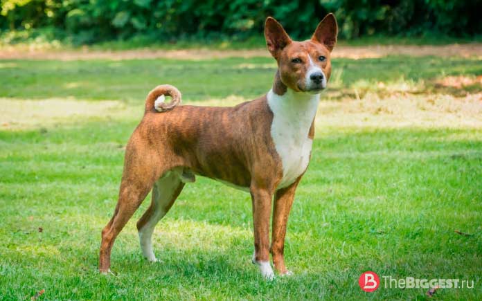 Самые опасные собаки в мире: Басенджи. CC0