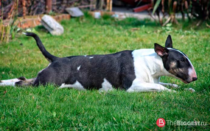 Самые опасные собаки в мире: Бультерьер. CC0