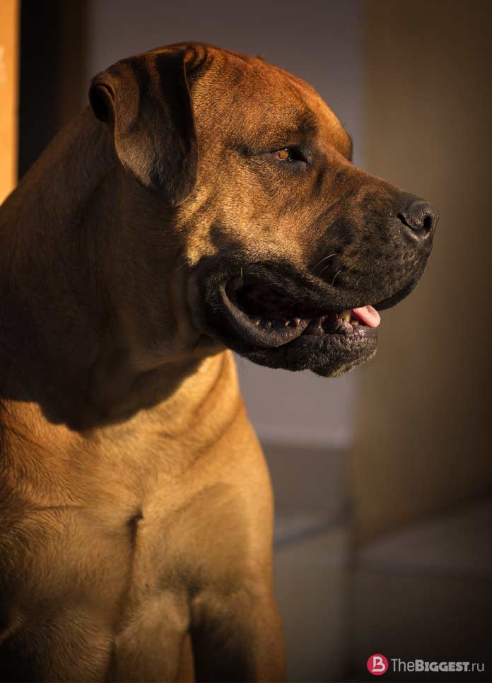 Самые опасные собаки в мире: Бурбуль. CC0