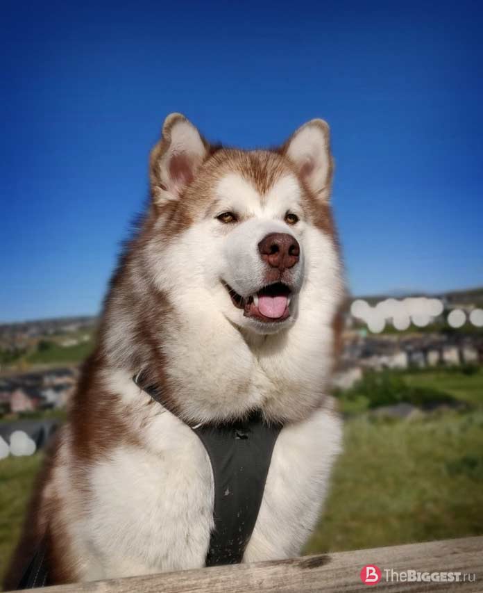 Аляскинский маламут. CC0