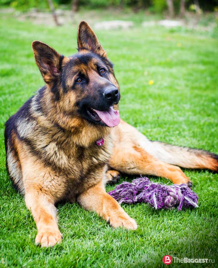 Самые опасные собаки в мире: Немецкая овчарка. CC0