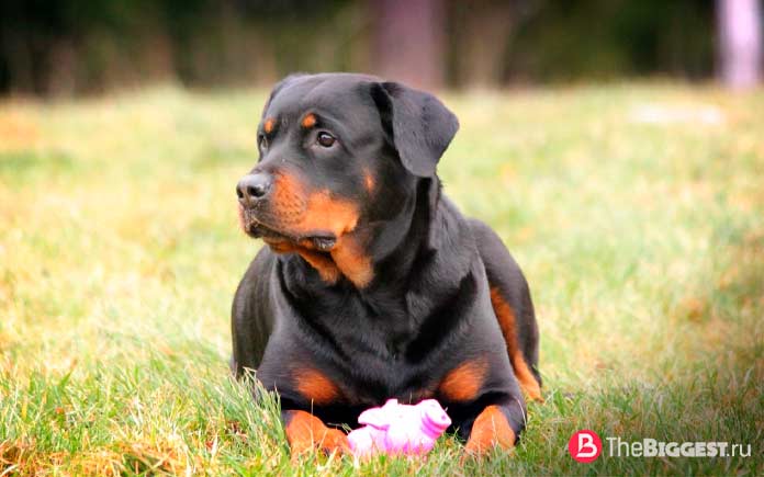 Ротвейлер. CC0