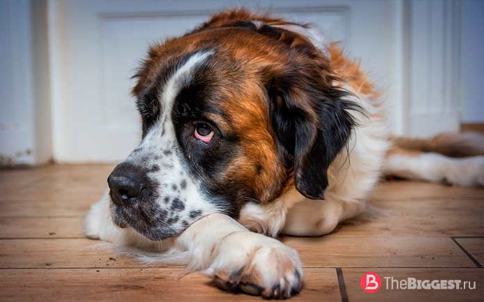 Самые опасные собаки в мире: Сенбернар. CC0