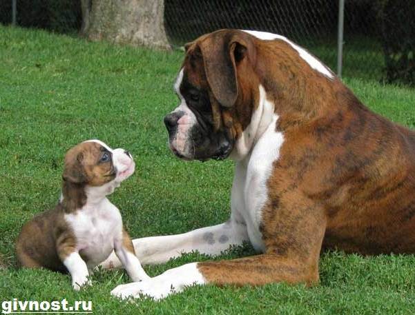 Немецкий-боксер-собака-Описание-особенности-уход-и-цена-немецкого-боксера-10