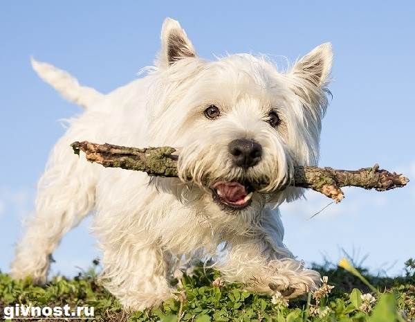Вест-хайленд-уайт-терьер-собака-Описание-характер-и-уход-за-вест-хайленд-уайт-терьером-10