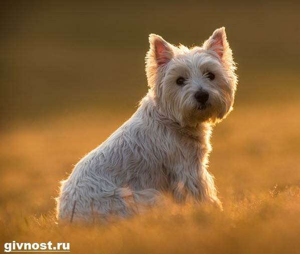 Вест-хайленд-уайт-терьер-собака-Описание-характер-и-уход-за-вест-хайленд-уайт-терьером-12