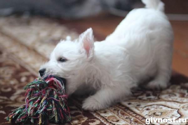 Вест-хайленд-уайт-терьер-собака-Описание-характер-и-уход-за-вест-хайленд-уайт-терьером-6