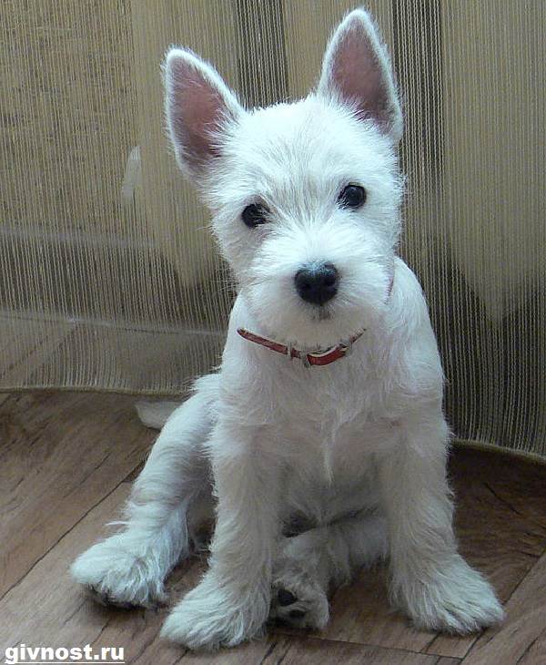 Вест-хайленд-уайт-терьер-собака-Описание-характер-и-уход-за-вест-хайленд-уайт-терьером-7