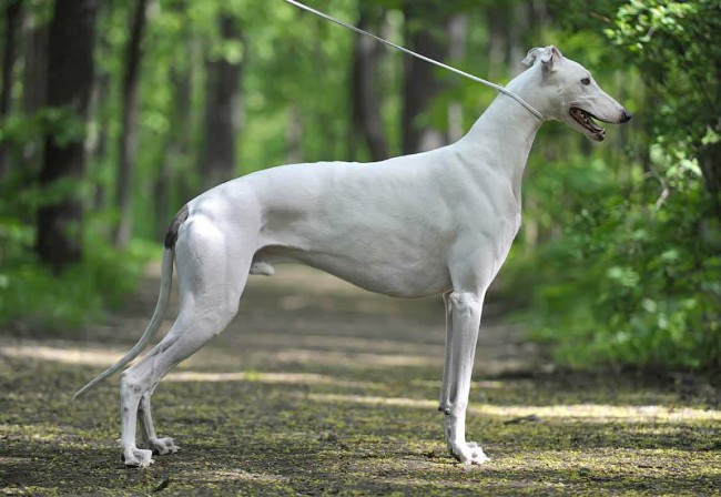 Грейхаунд Борзая собака грейхаунд фото
