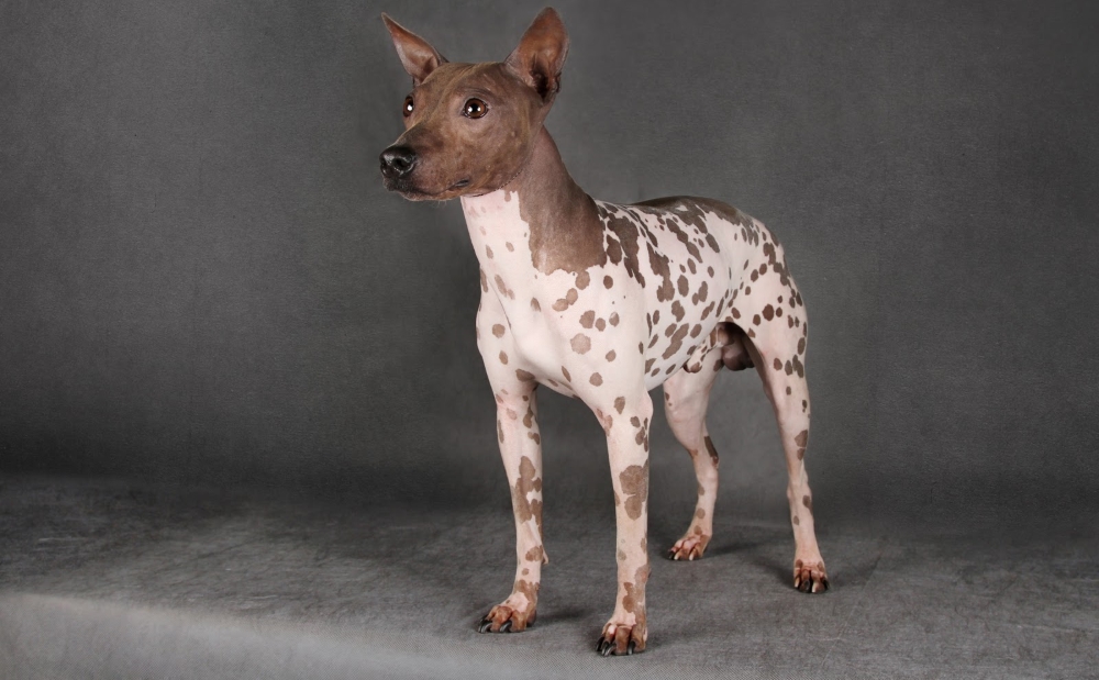 Голый терьер