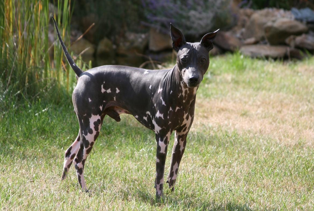 Голый терьер