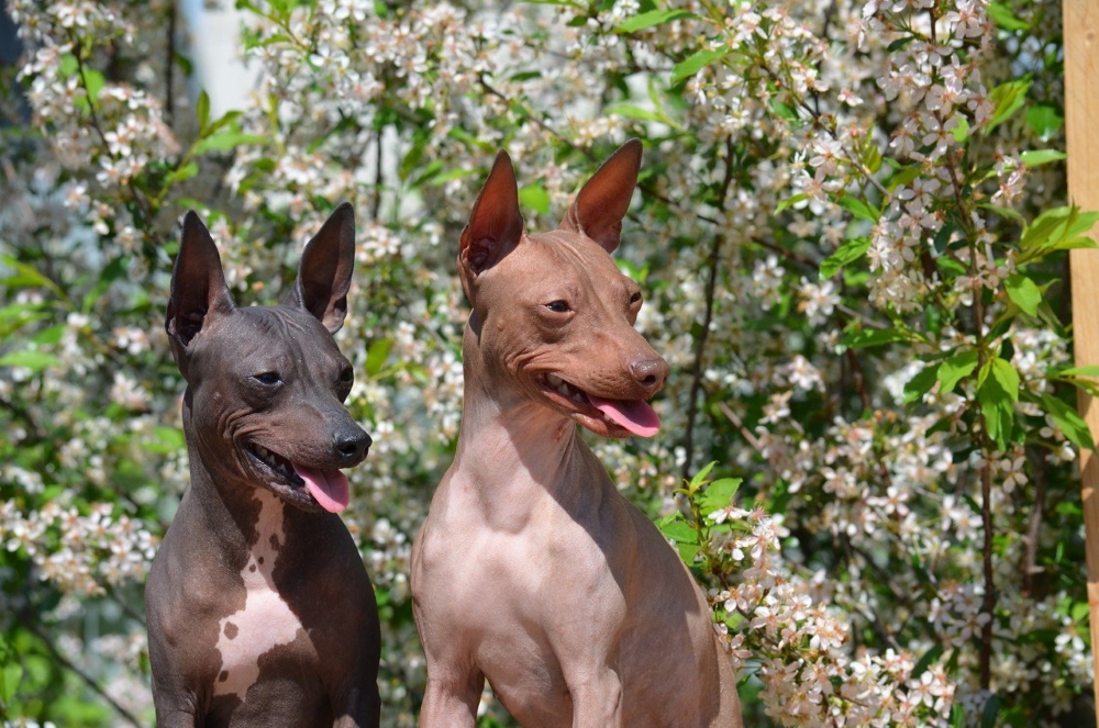 Голые терьеры