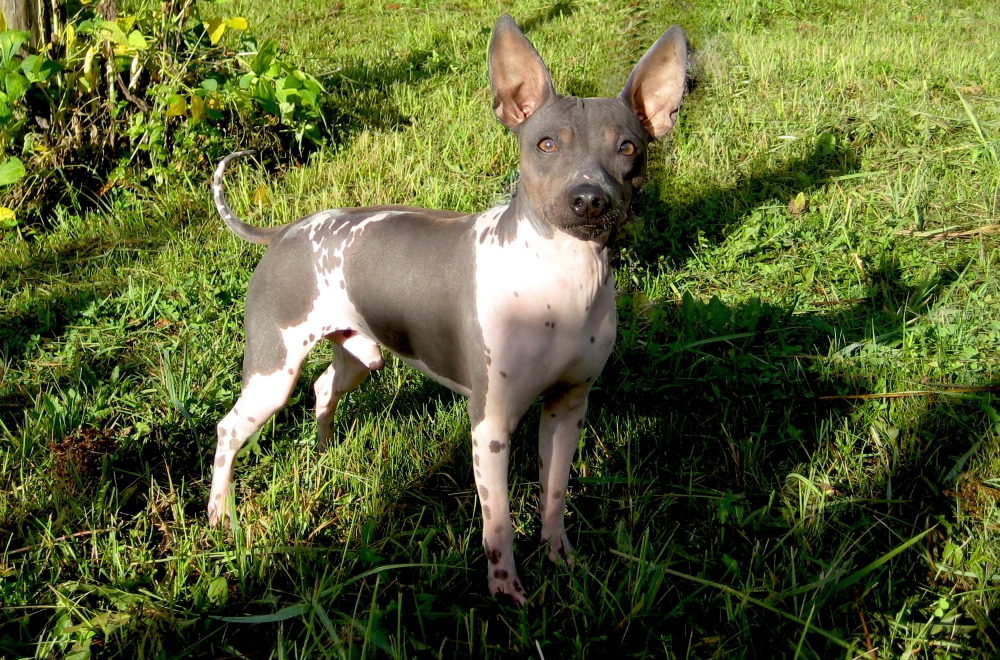 Голый терьер