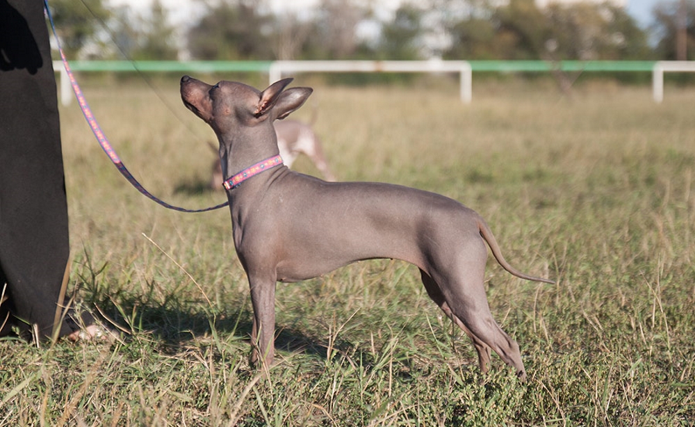Голый терьер