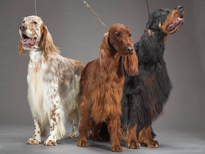 Шотландский сеттер Шотландский сеттер