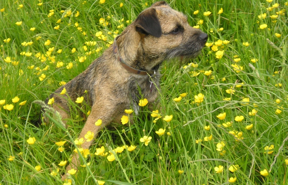 Бордер-терьер