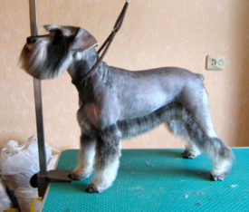 Миттельшнауцер