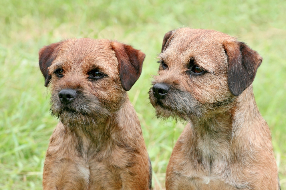 Бордер-терьеры