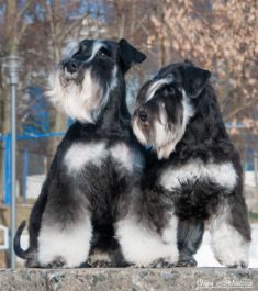 Два цвергшнауцера