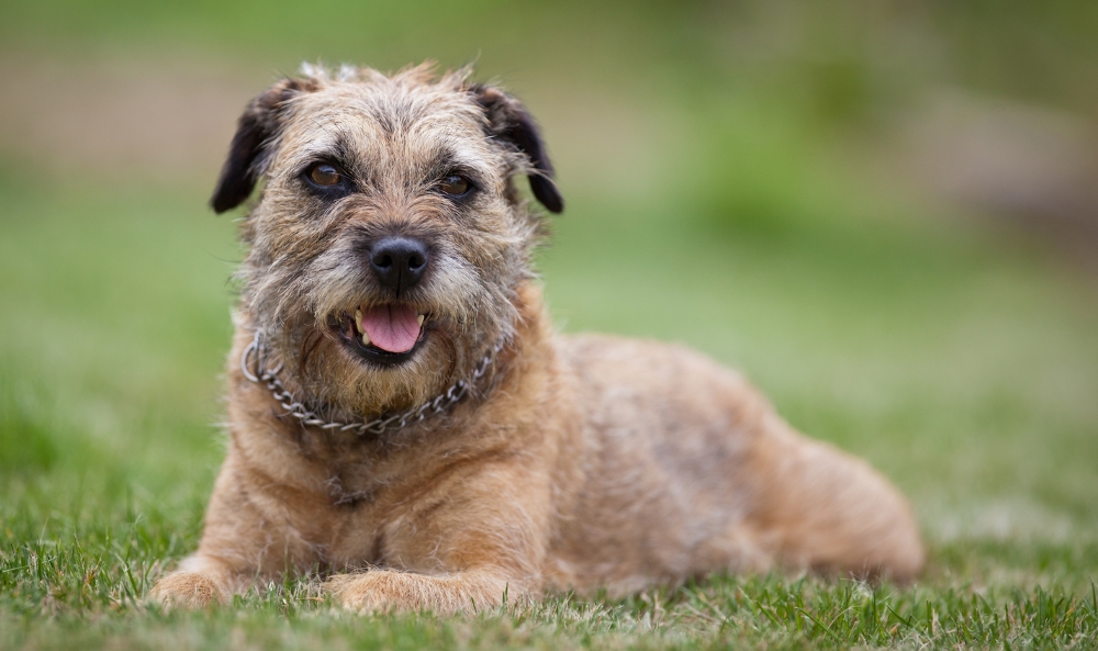 Бордер-терьер